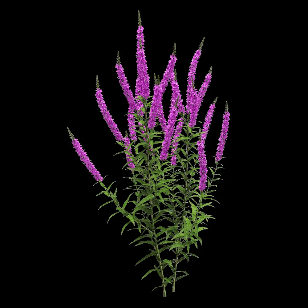 decoration – Lythrum salicaria 2 3ds Max