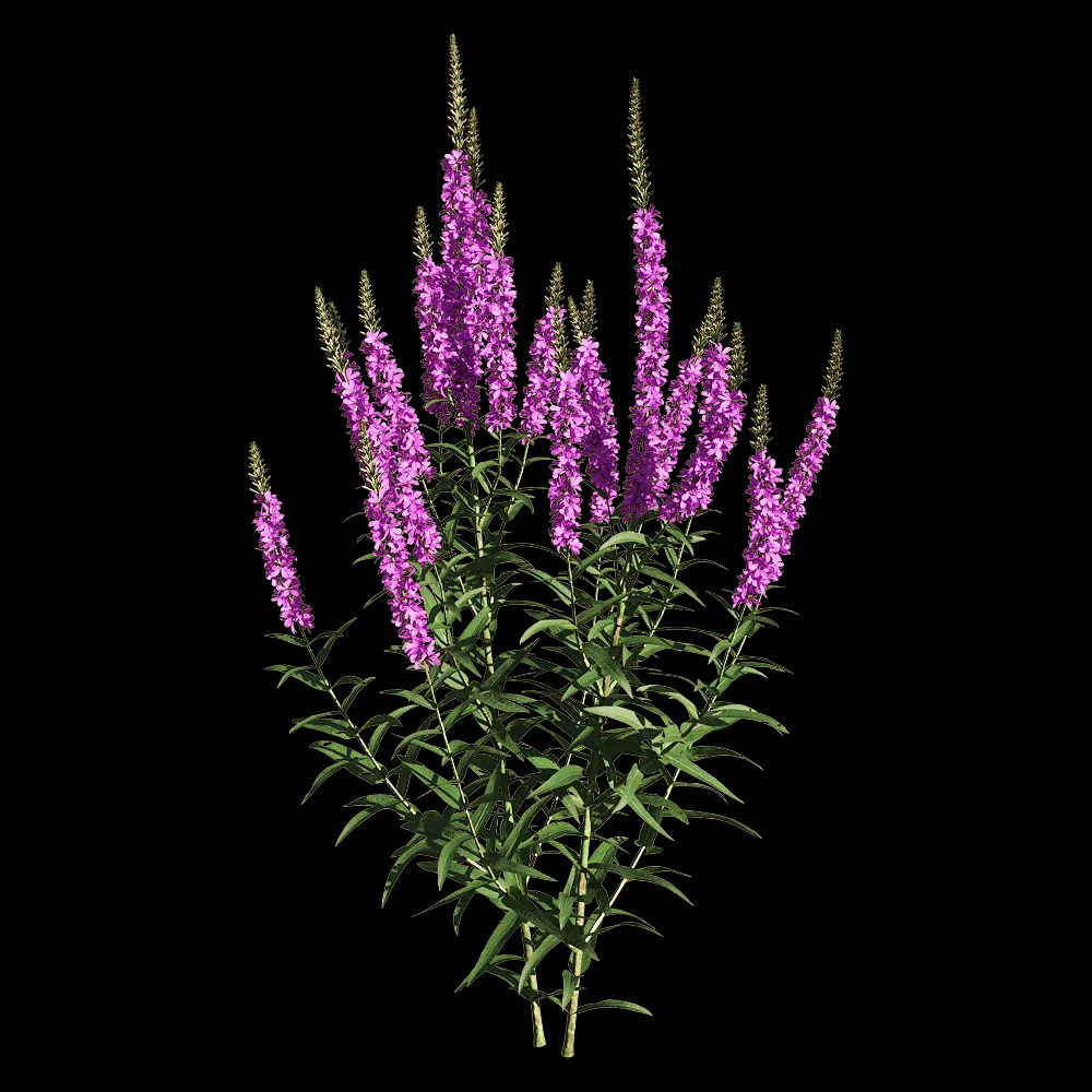 decoration – Lythrum salicaria 3 3ds Max