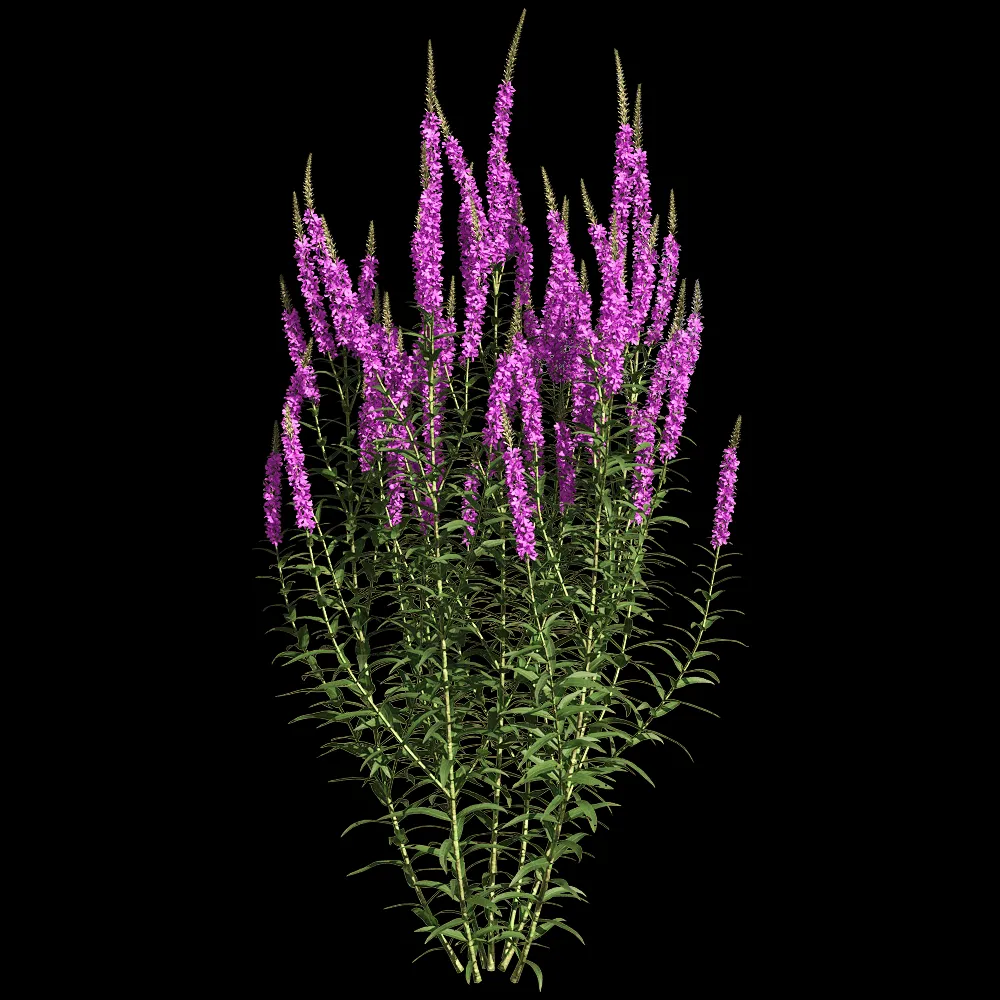 decoration – Lythrum salicaria 4 3ds Max
