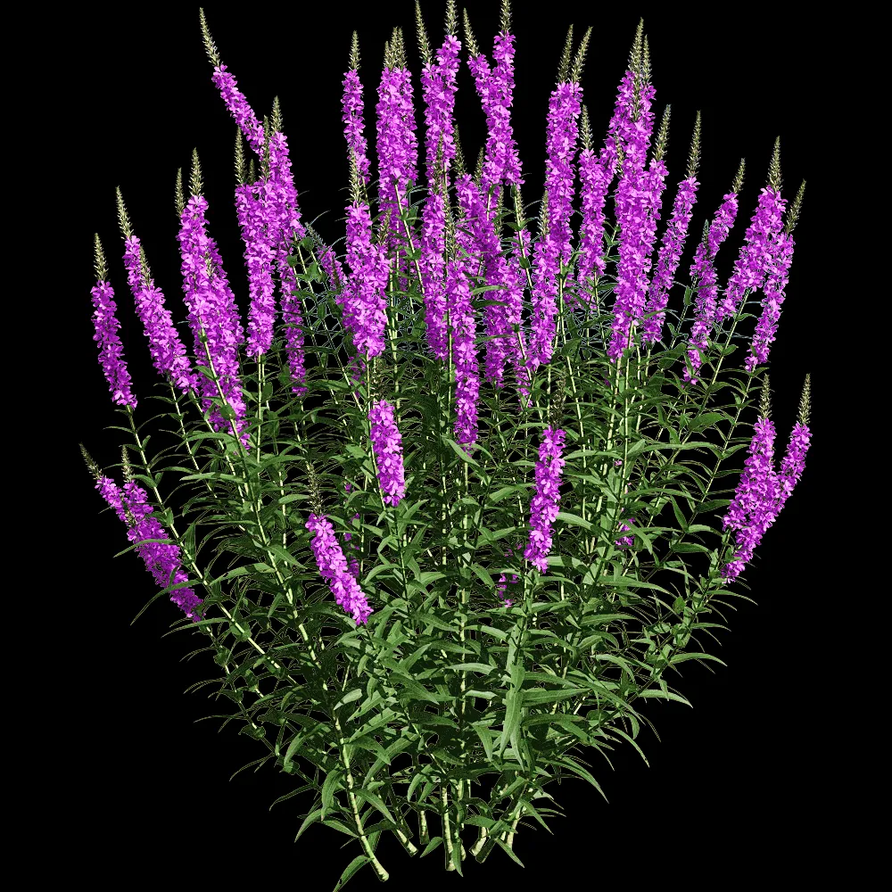 decoration – Lythrum salicaria 5 3ds Max