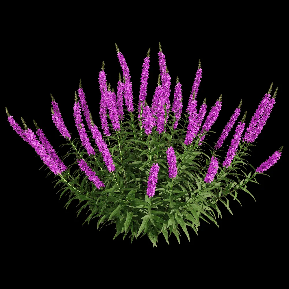 decoration – Lythrum salicaria 6 3ds Max