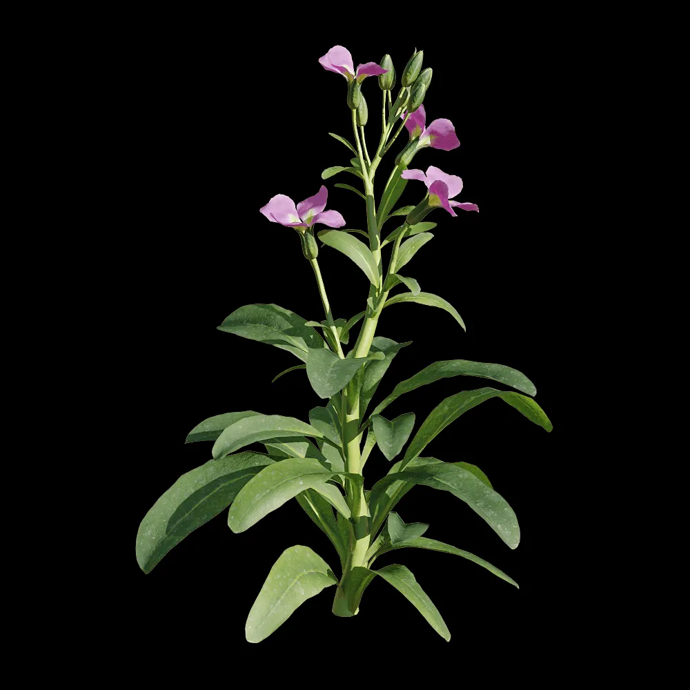 decoration – Matthiola incana 1 3ds Max