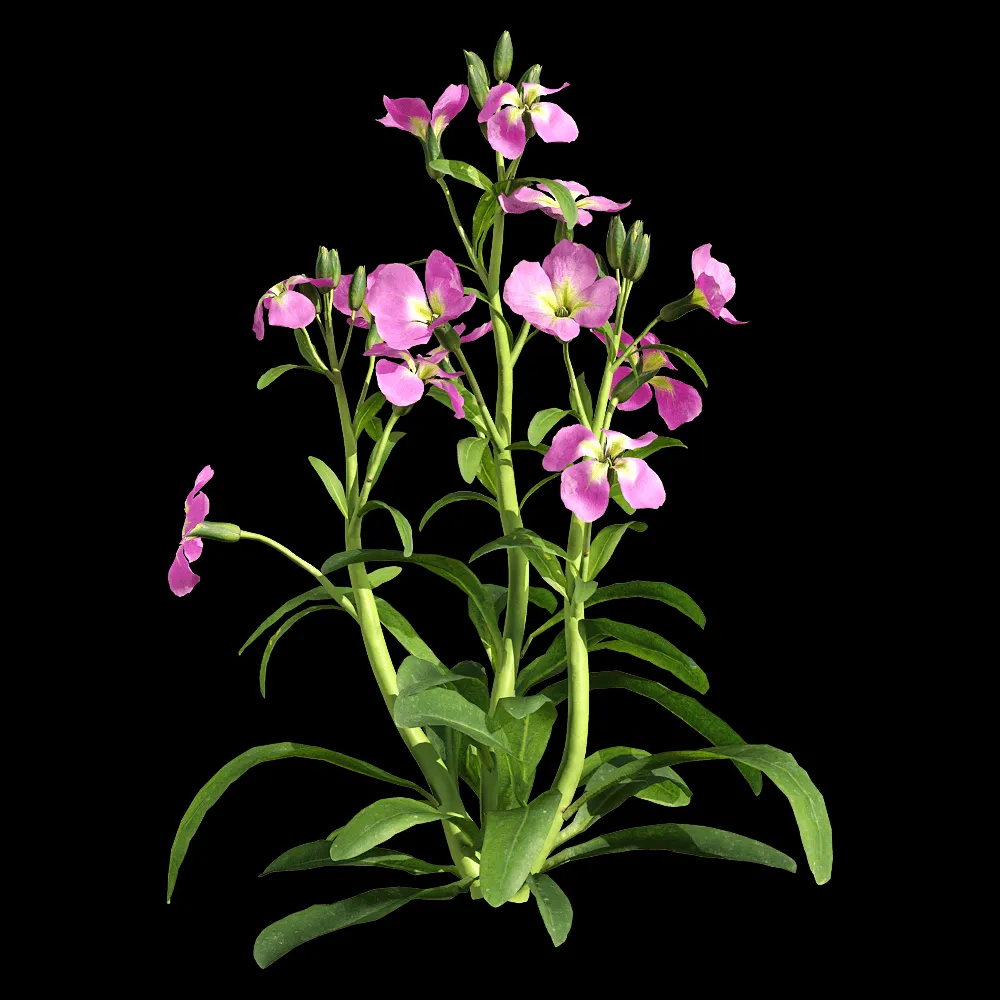 decoration – Matthiola incana 2 3ds Max