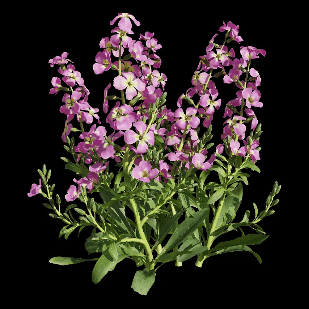 decoration – Matthiola incana 4 3ds Max