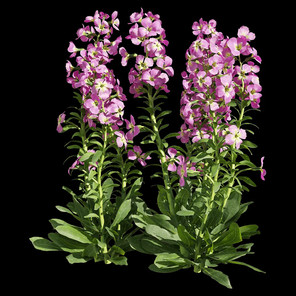 decoration – Matthiola incana 6 3ds Max