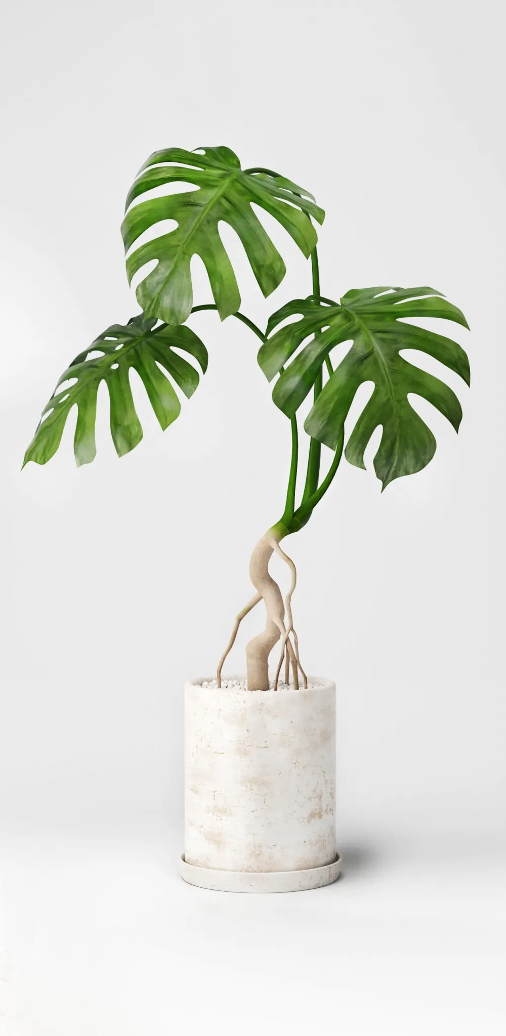 decoration – Monstera 01 3ds Max