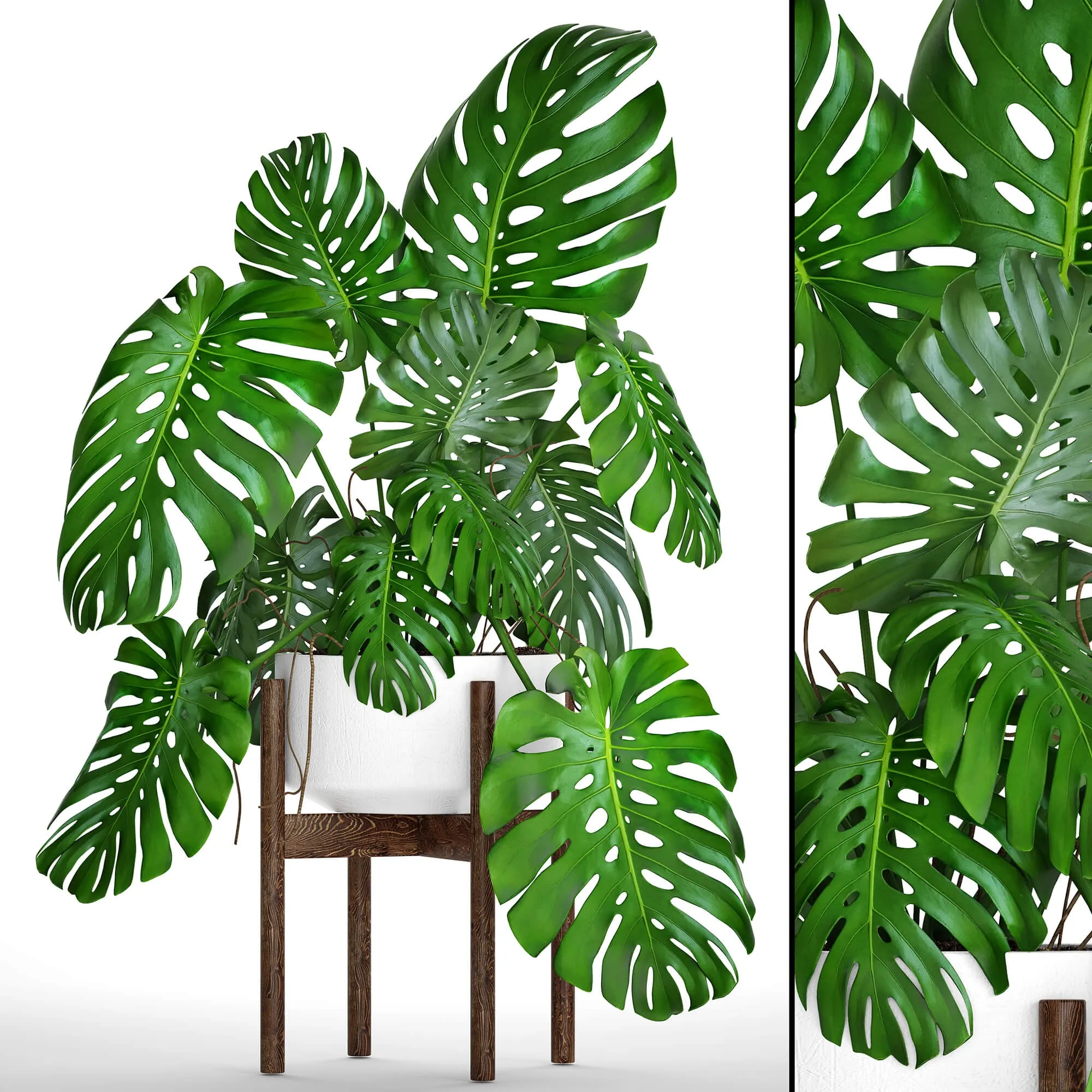 decoration – Monstera 5 1 3ds Max