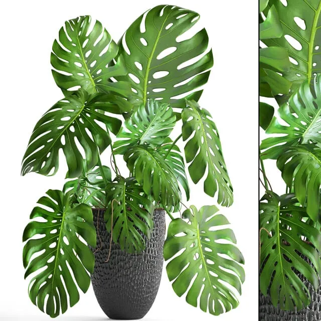 decoration – Monstera 6 1 3ds Max