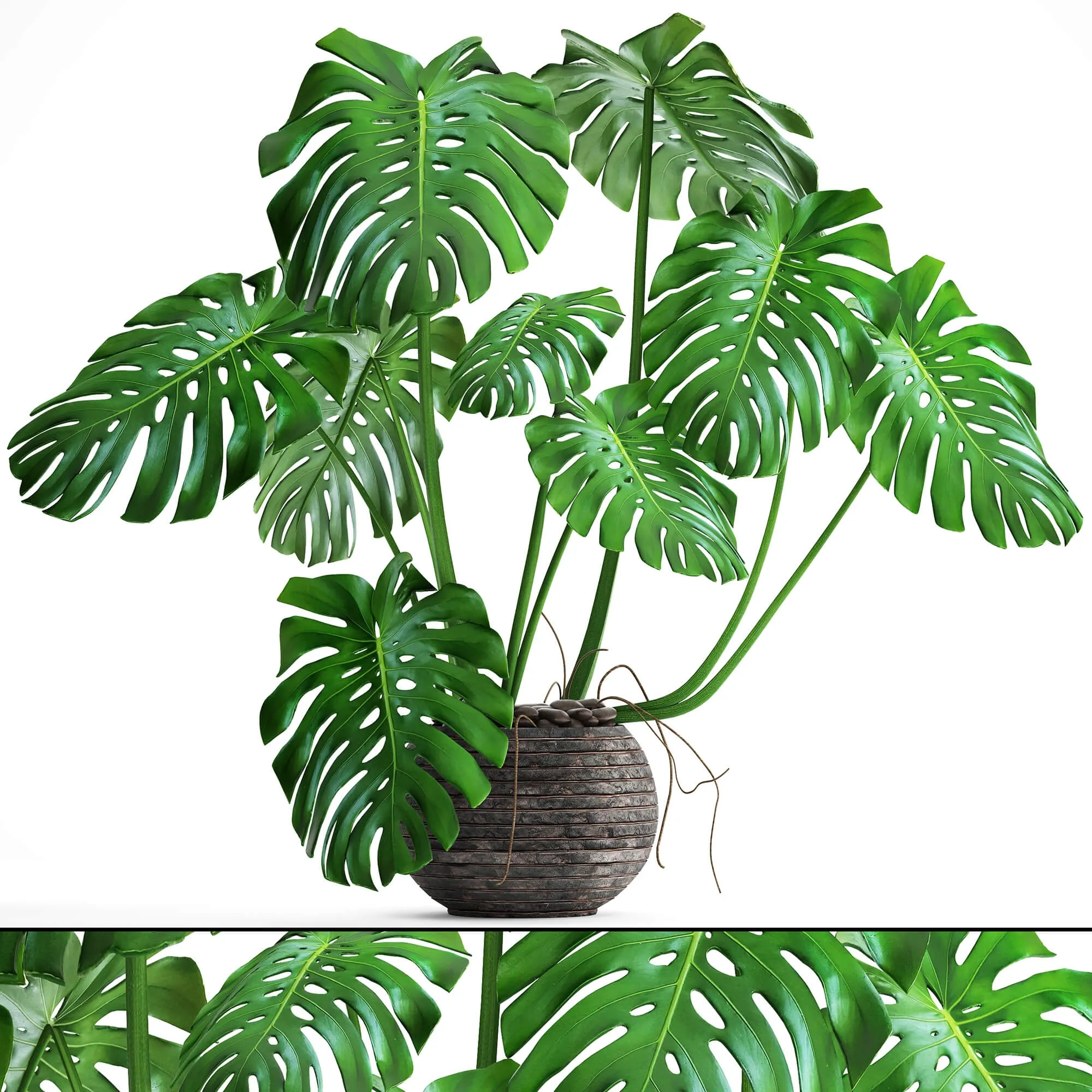 decoration – Monstera 6 2 3ds Max