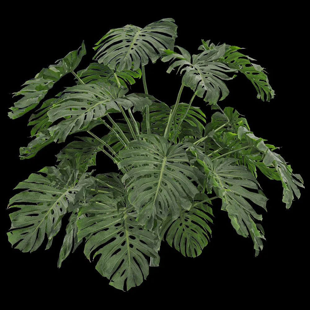 decoration – Monstera deliciosa 4 3ds Max