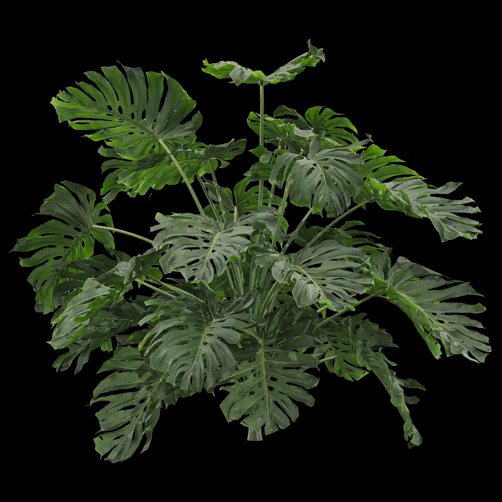 decoration – Monstera deliciosa 5 3ds Max