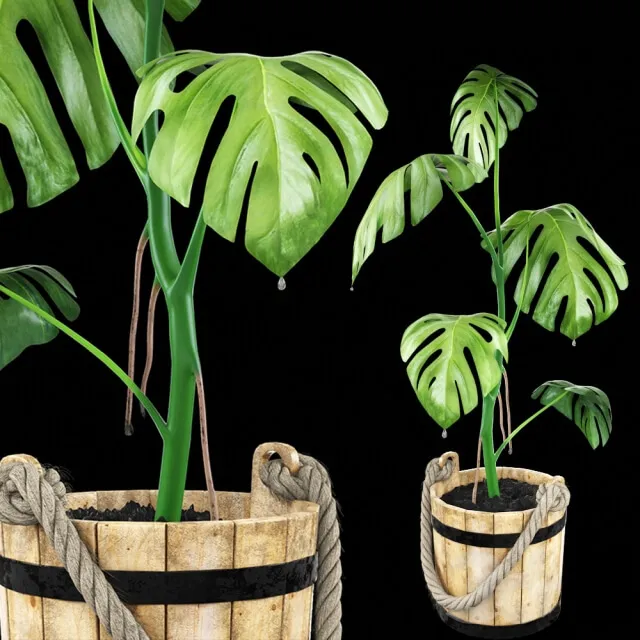 decoration – Monstera in a wooden tub 3ds Max