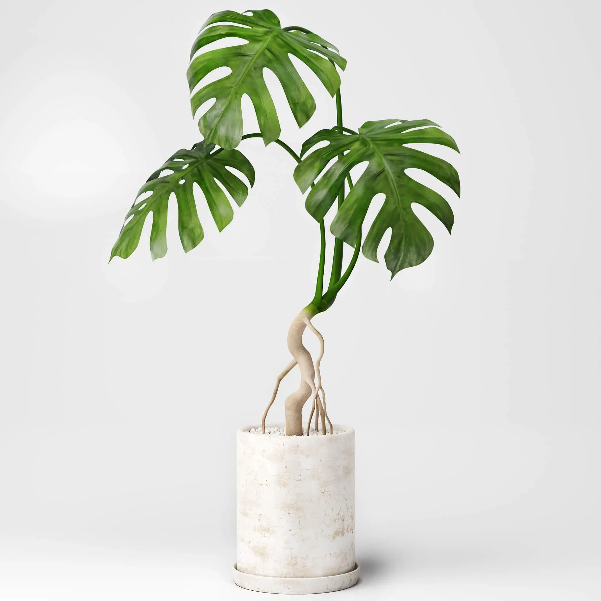 decoration – Monstera plant 01 3ds Max