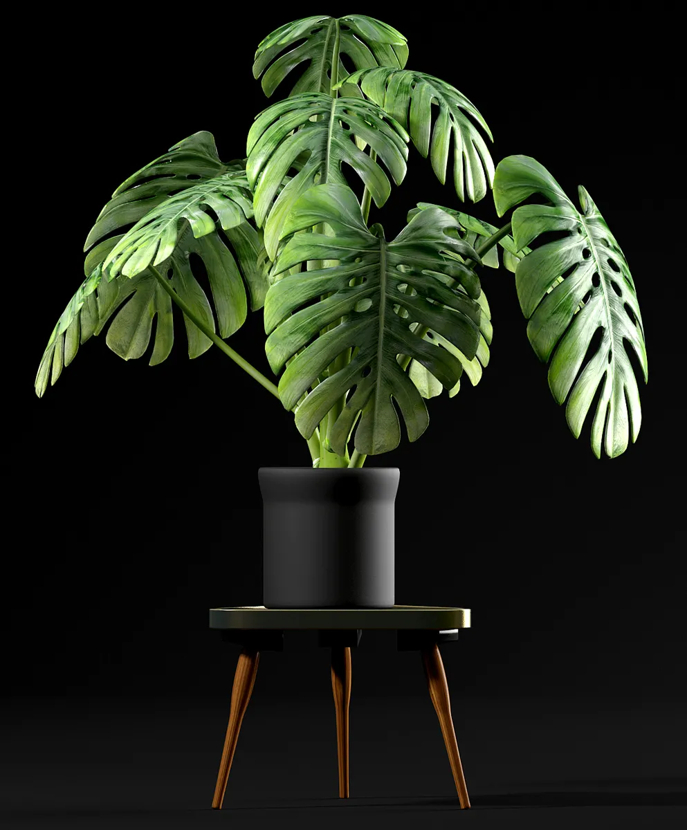 decoration – Monstera Plants 50 3ds Max