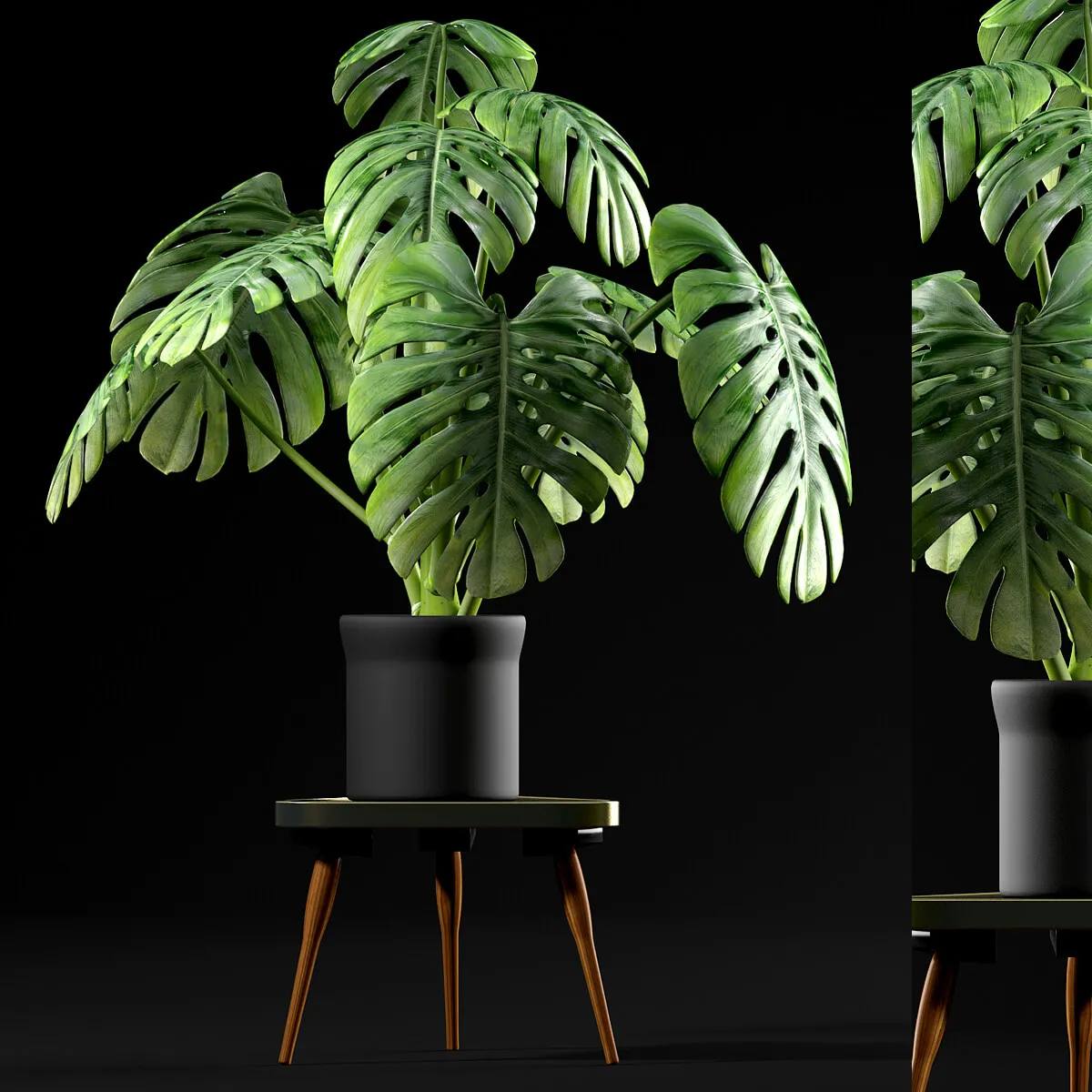 decoration – Monstera plants 50 3ds Max