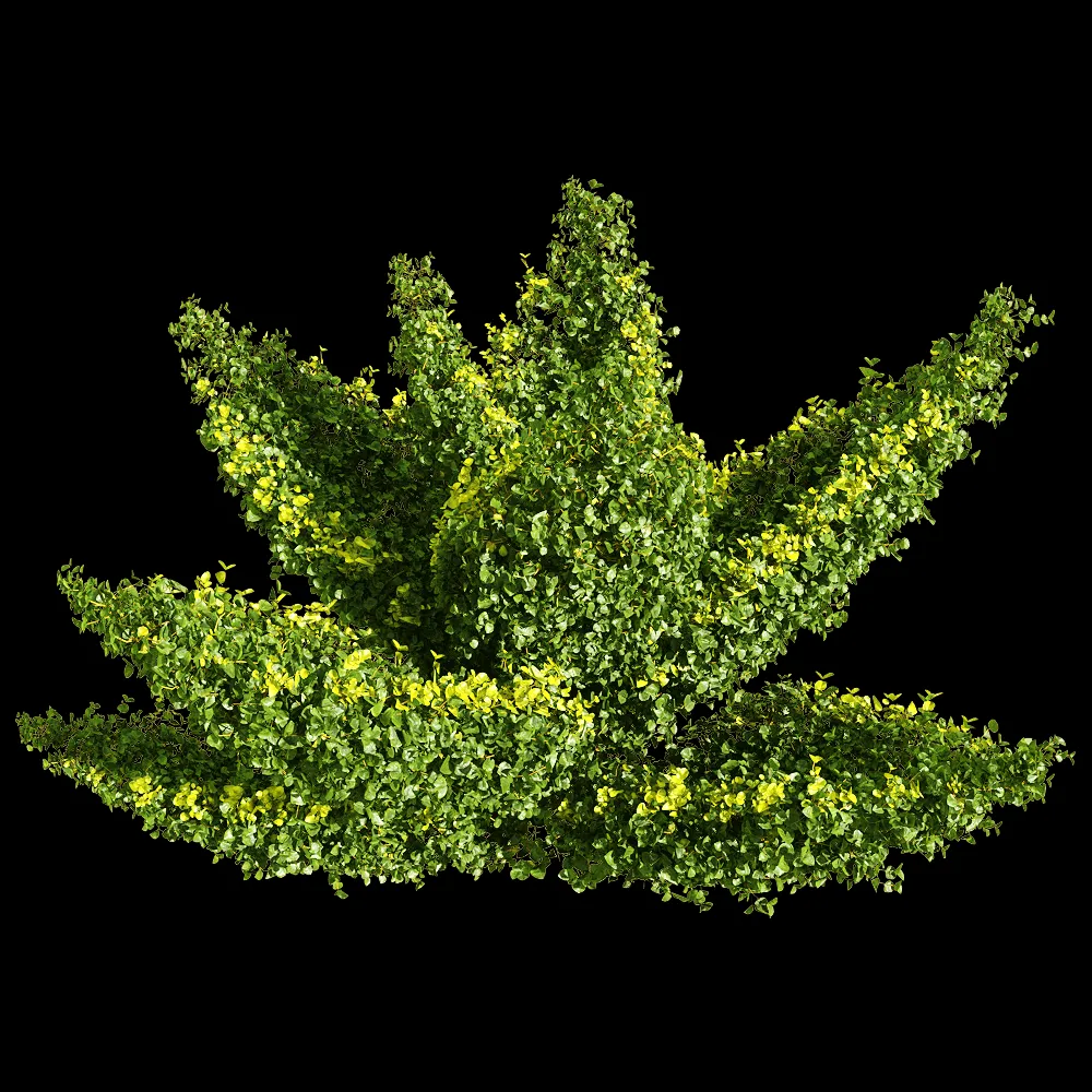 decoration – Muehlenbeckia complexa 1 3ds Max