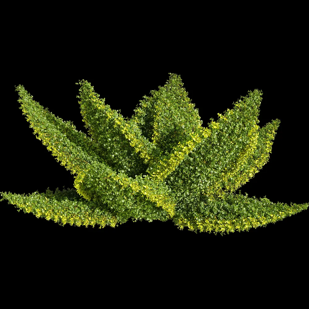 decoration – Muehlenbeckia complexa 6 3ds Max