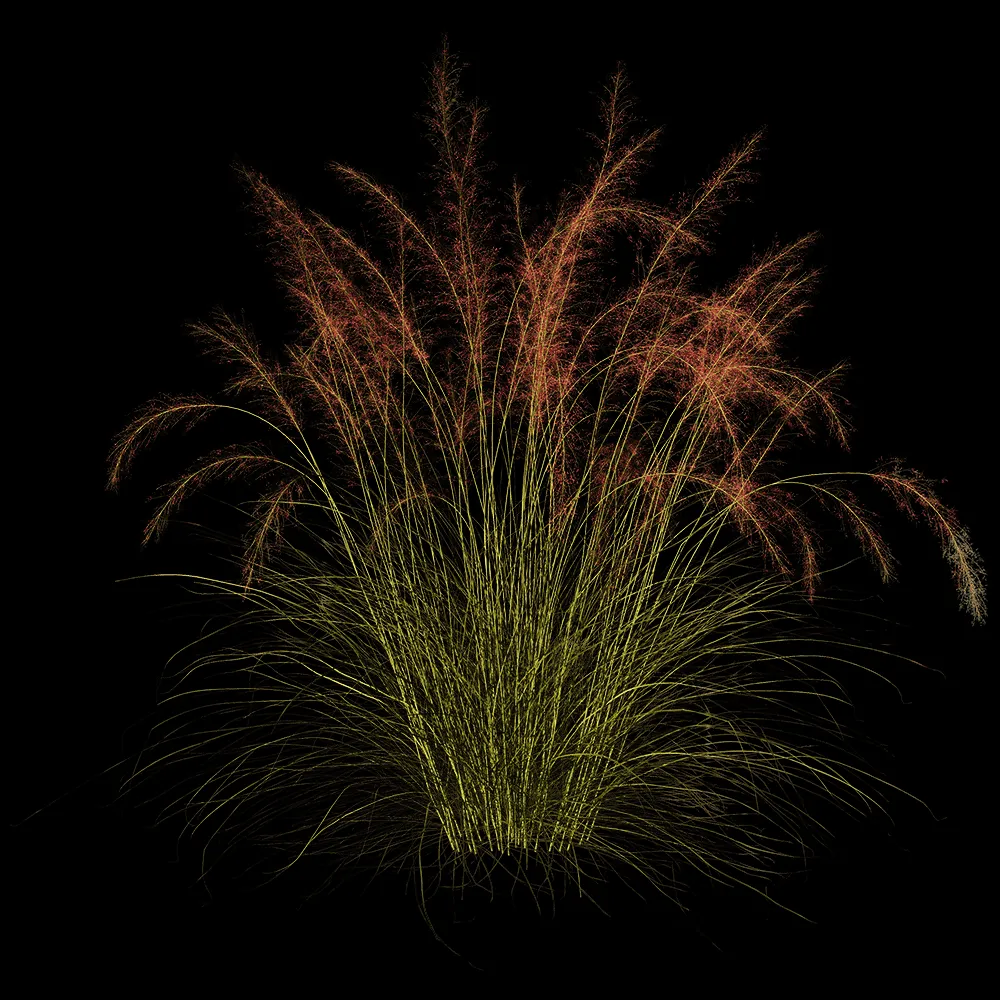 decoration – Muhlenbergia Capillaris 01 01 3ds Max