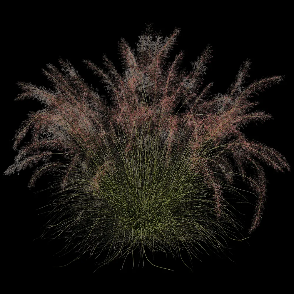 decoration – Muhlenbergia Capillaris 01 02 3ds Max