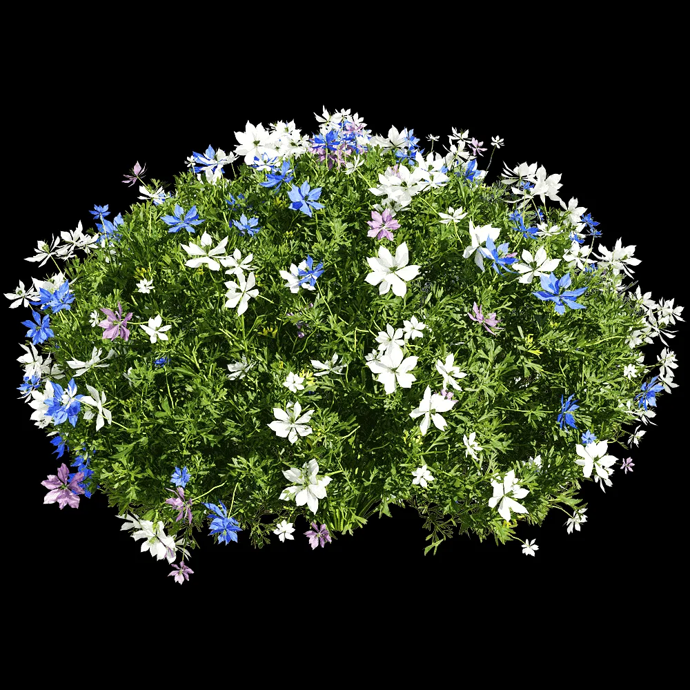 decoration – Nigella damascena 2 3ds Max