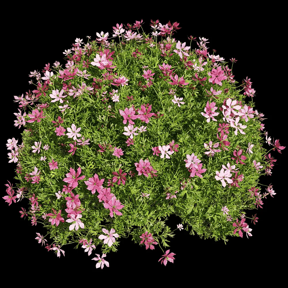 decoration – Nigella damascena 3 3ds Max