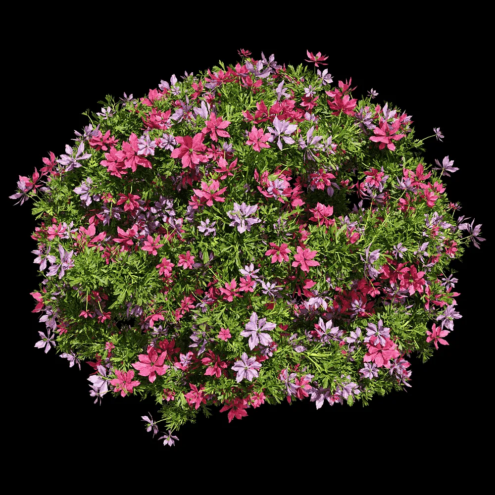 decoration – Nigella damascena 4 3ds Max