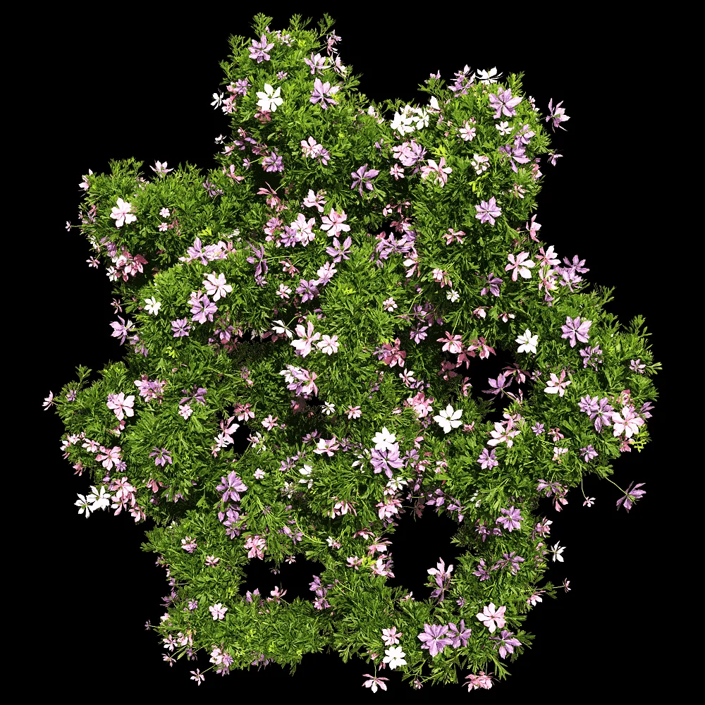 decoration – Nigella damascena 5 3ds Max