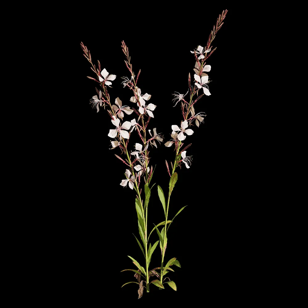 decoration – Oenothera lindheimeri 1 3ds Max