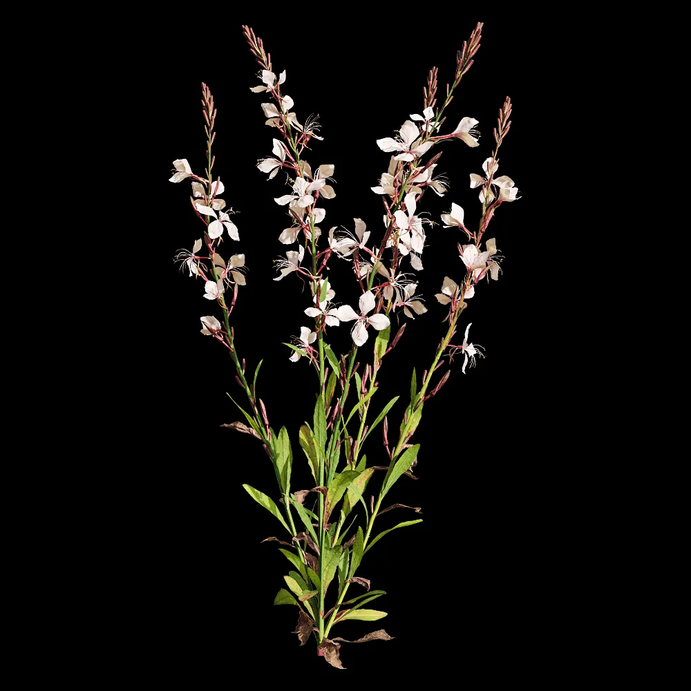 decoration – Oenothera lindheimeri 2 3ds Max