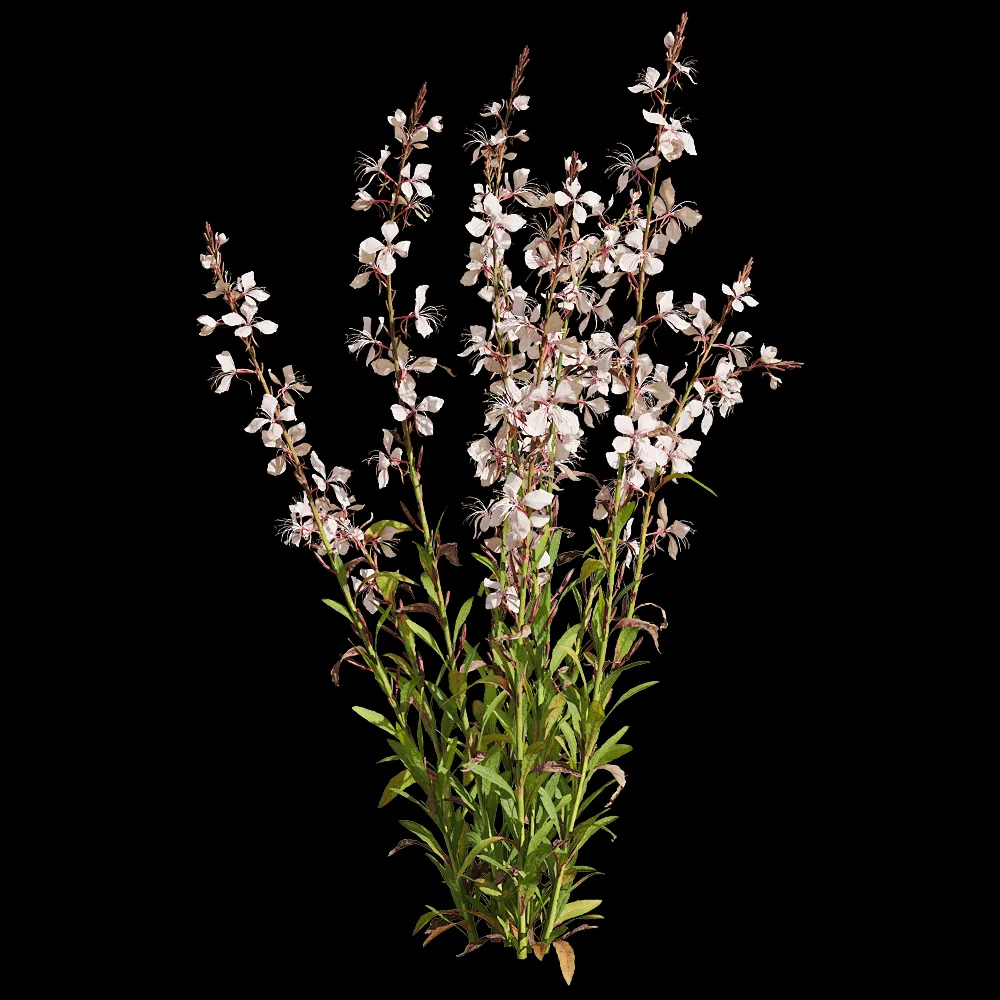 decoration – Oenothera lindheimeri 3 3ds Max