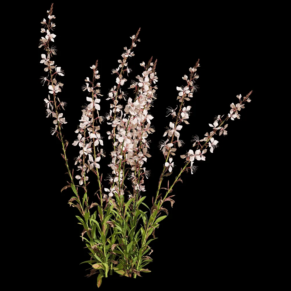 decoration – Oenothera lindheimeri 4 3ds Max