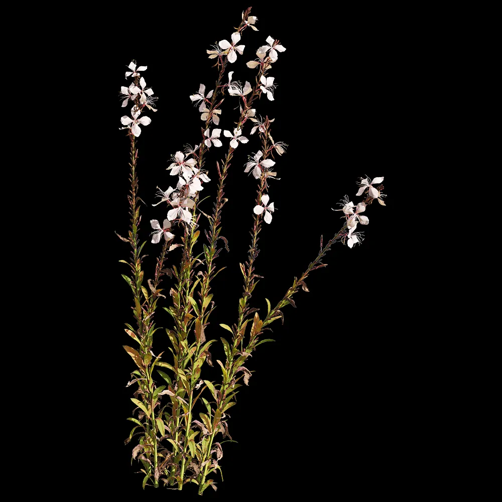 decoration – Oenothera lindheimeri 5 3ds Max