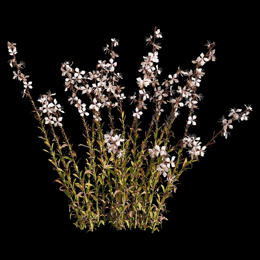 decoration – Oenothera lindheimeri 6 3ds Max