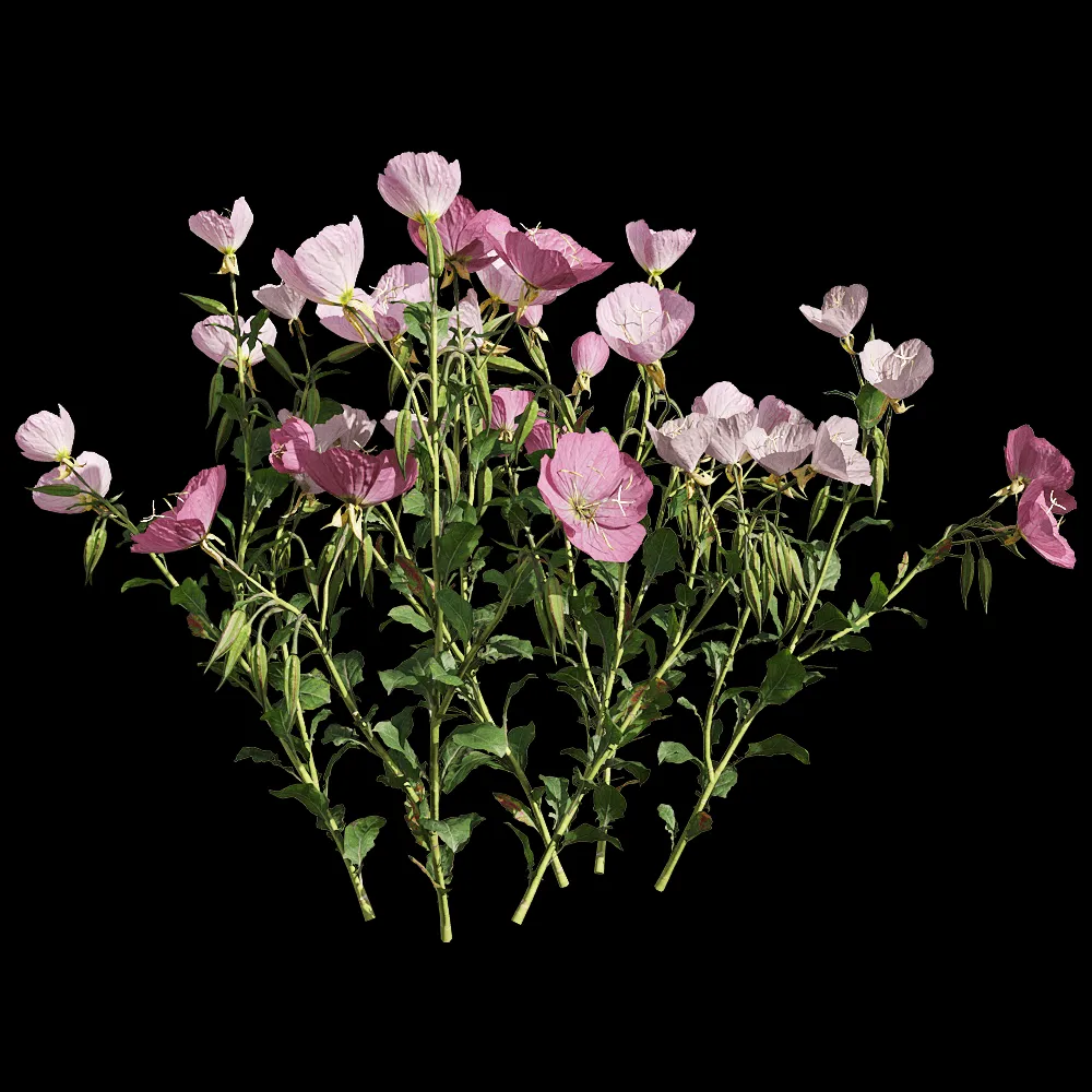 decoration – Oenothera speciosa 1 3ds Max