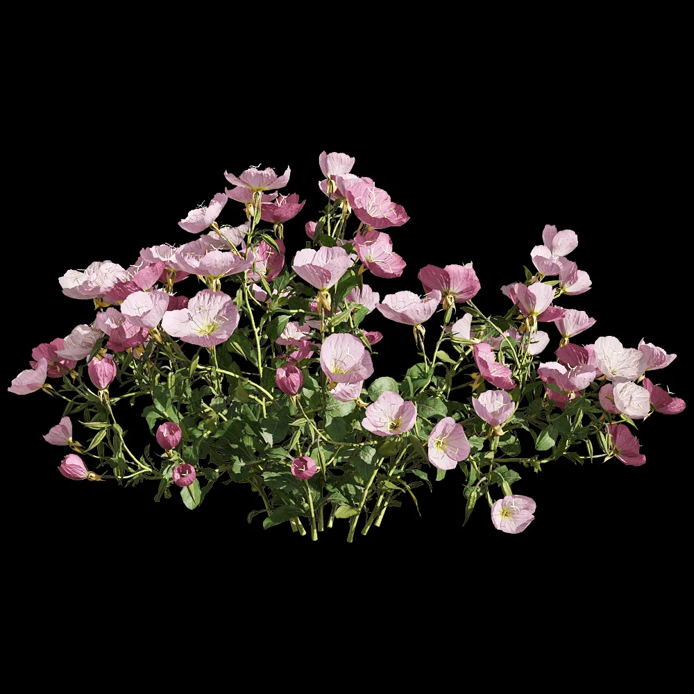 decoration – Oenothera speciosa 2 3ds Max