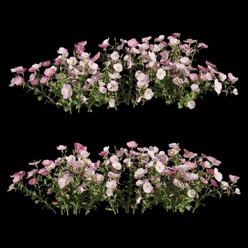 decoration – Oenothera speciosa 3 3ds Max