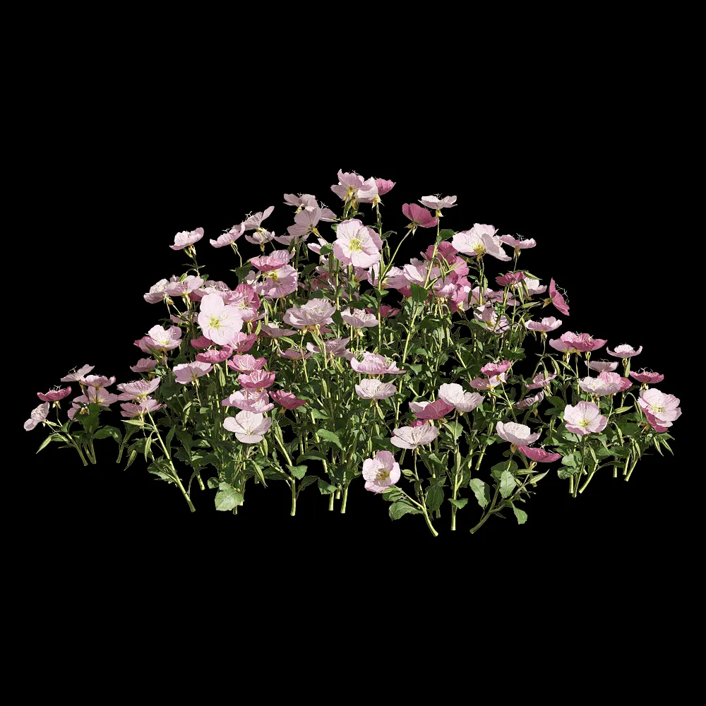 decoration – Oenothera speciosa 4 3ds Max