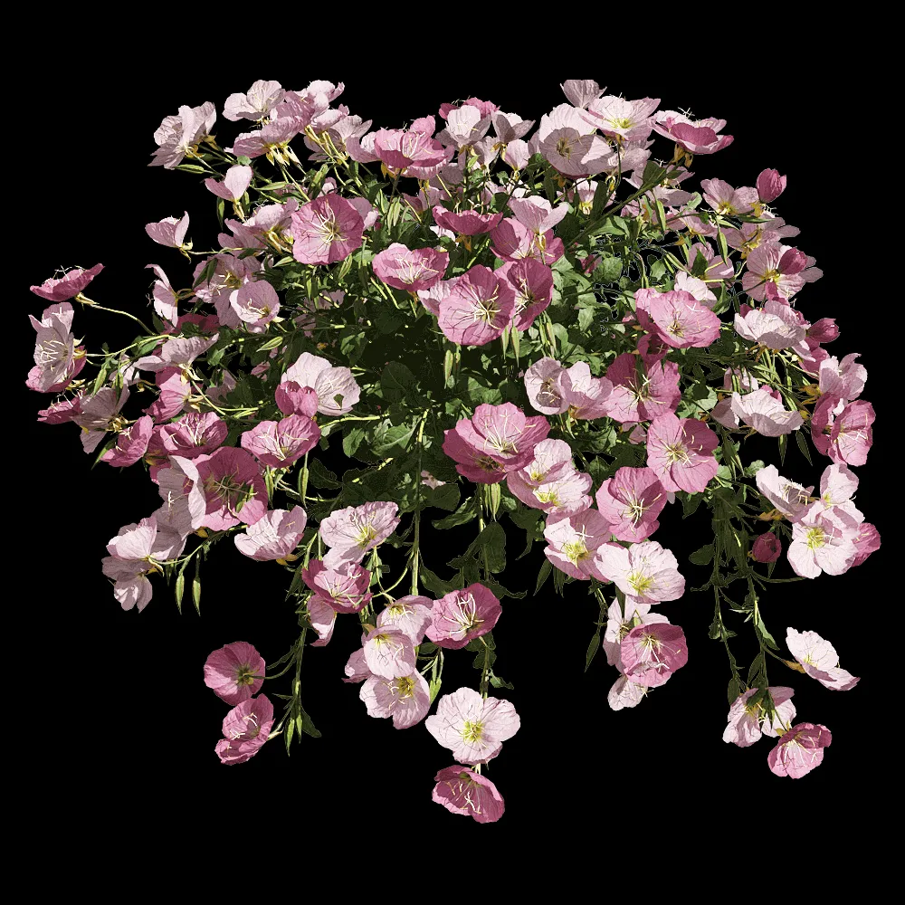 decoration – Oenothera speciosa 5 3ds Max