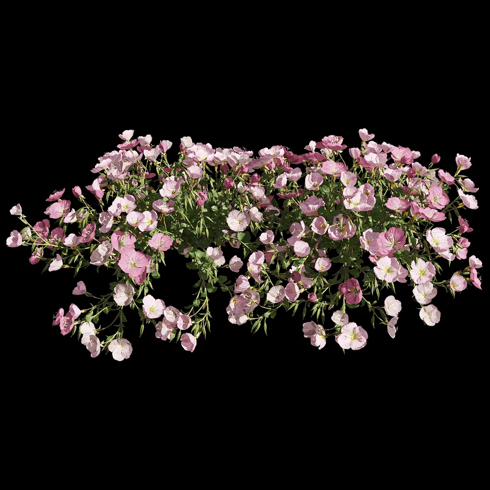 decoration – Oenothera speciosa 6 3ds Max