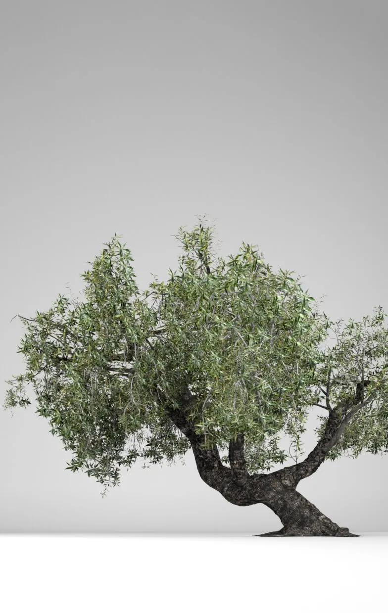 decoration – Olea Europaea 3ds Max