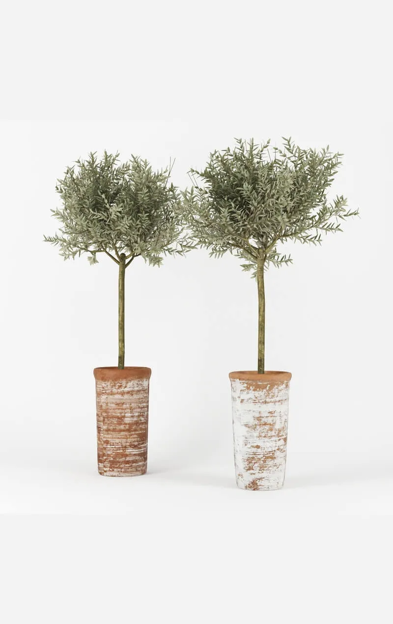decoration – Olive Tree 01 3ds Max