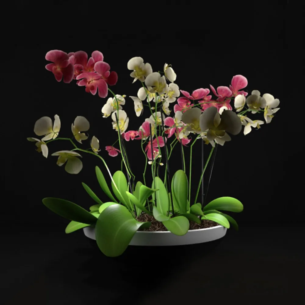 decoration – Orchids 3ds Max
