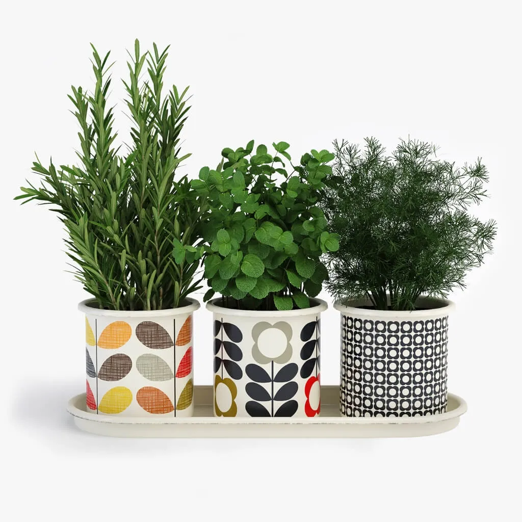 decoration – Orla Kiely herb of pots 3ds Max