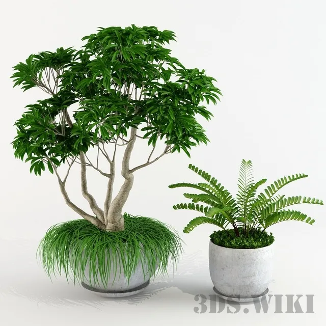 decoration – Ornamental tree Plumeria Frangipani 3ds Max