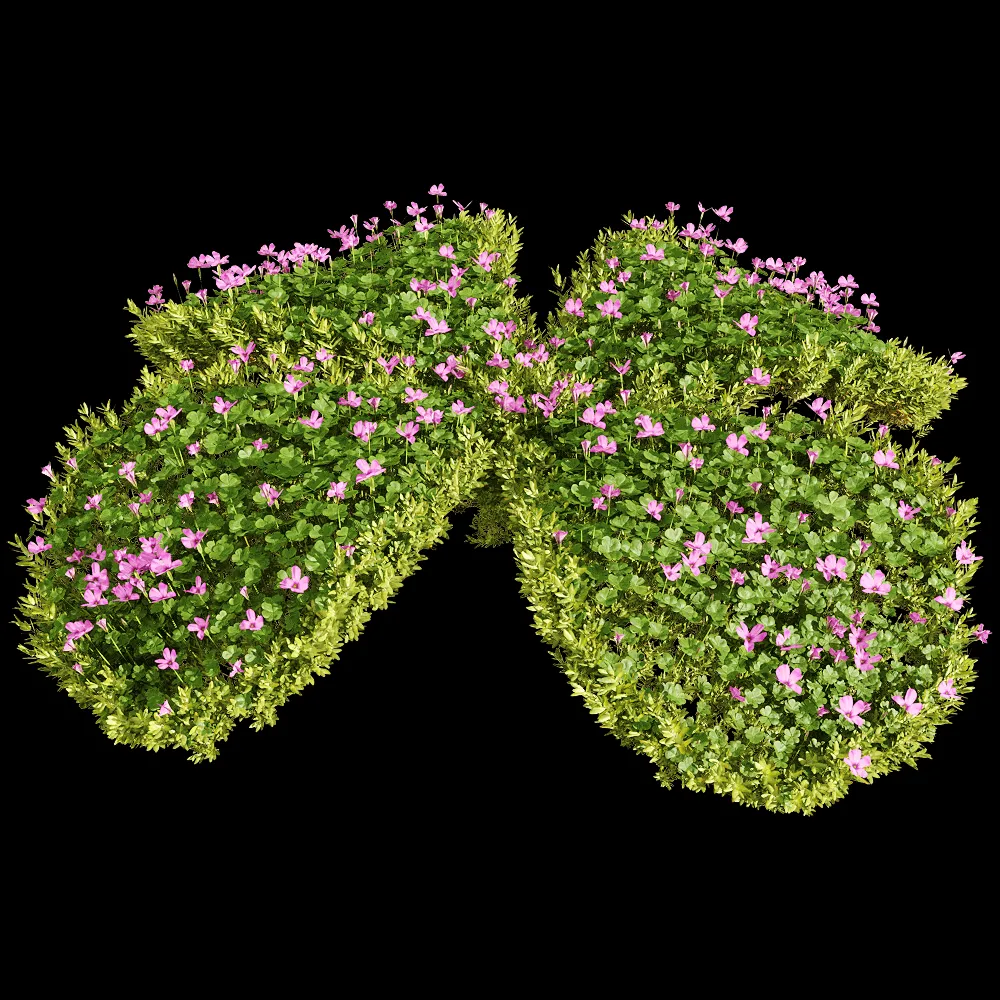 decoration – Oxalis corymbosa 2 3ds Max