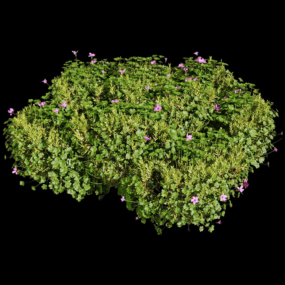 decoration – Oxalis corymbosa 3 3ds Max