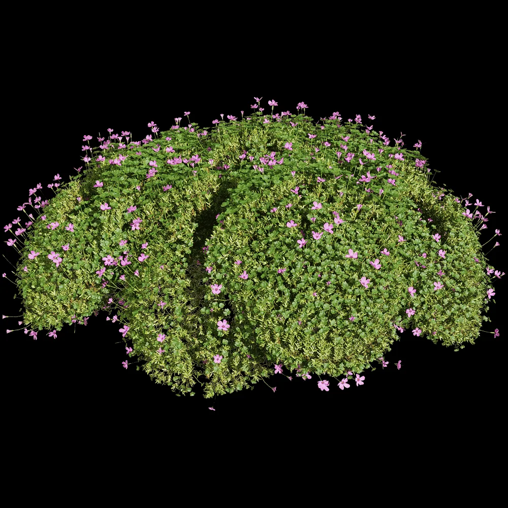 decoration – Oxalis corymbosa 5 3ds Max