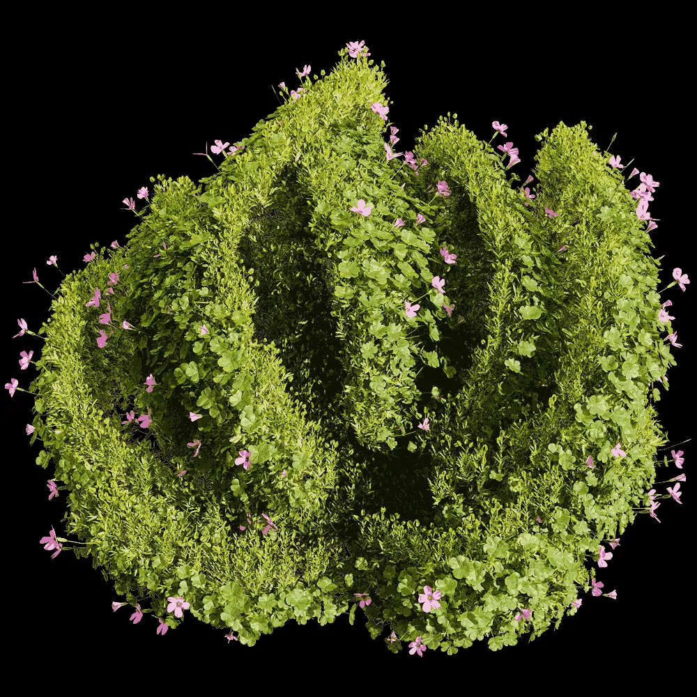 decoration – Oxalis corymbosa 6 3ds Max
