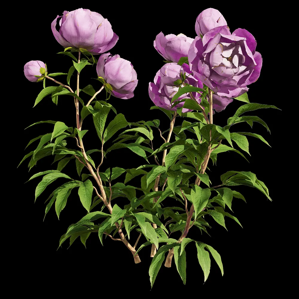 decoration – Paeonia lactiflora 2 3ds Max