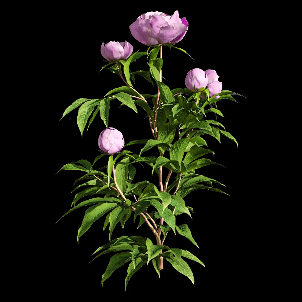 decoration – Paeonia lactiflorai 1 3ds Max
